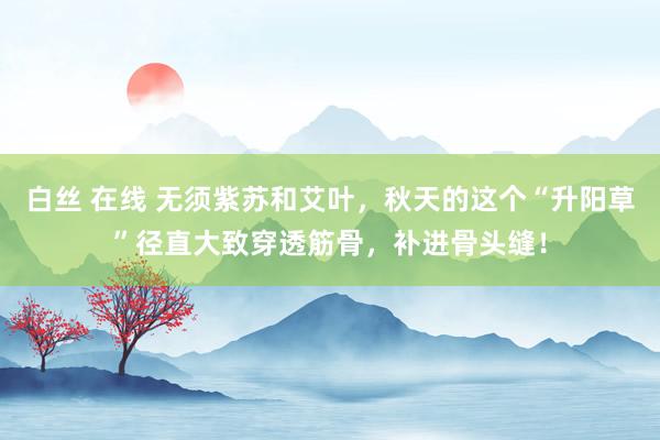 白丝 在线 无须紫苏和艾叶，秋天的这个“升阳草”径直大致穿透筋骨，补进骨头缝！